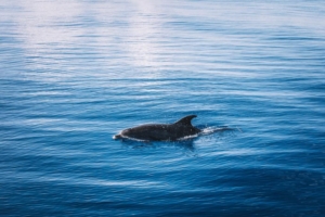 Dolphin swimming in the ocean