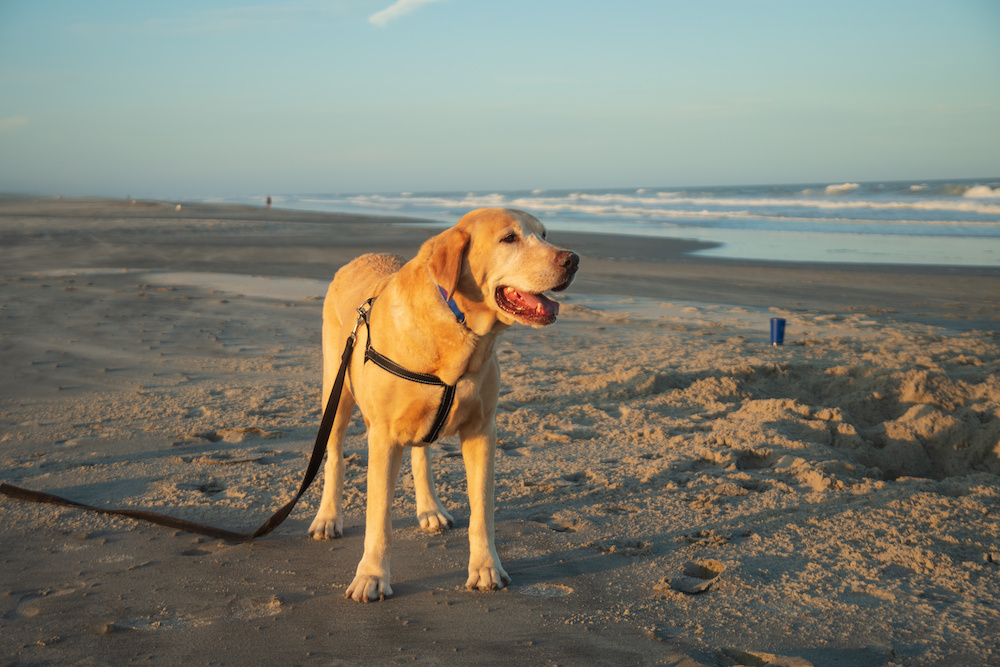 Dog on Beach on Jekyll Island