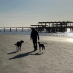 A man walks his whippet and Lab on a beach on Jekyll Island, a luxury slow travel destination in the southern United States.