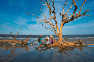 Driftwood Beach in Jekyll Island