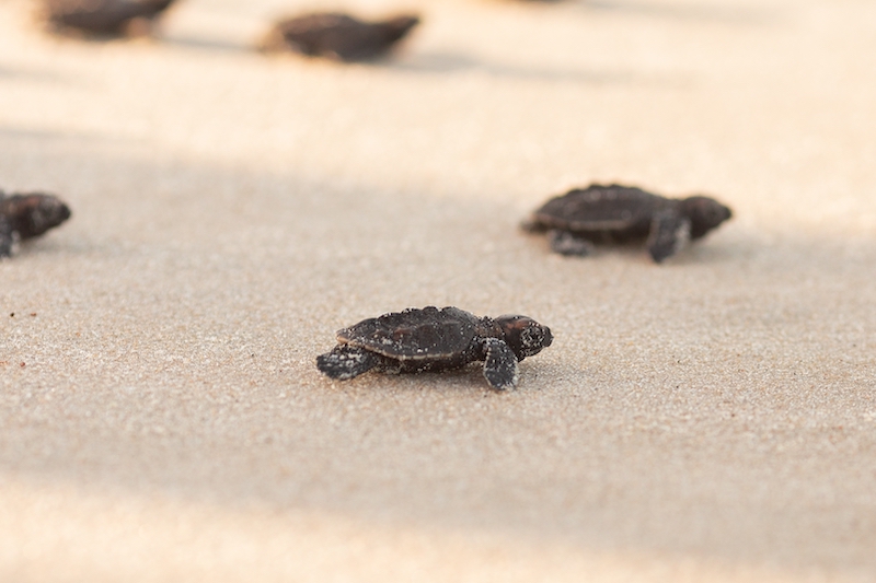 baby sea turtles on jekyll island