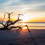 Jekyll Island winter - Driftwood Beach