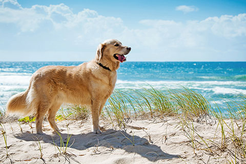 Golden Retriever at the beach