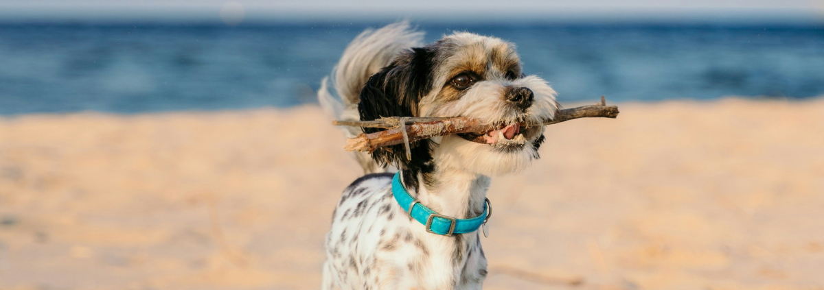 6 Paw-some Jeykll Island Pet Friendly Rentals | Jekyll Realty