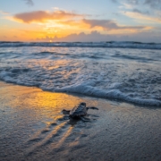 sea turtles on jekyll island