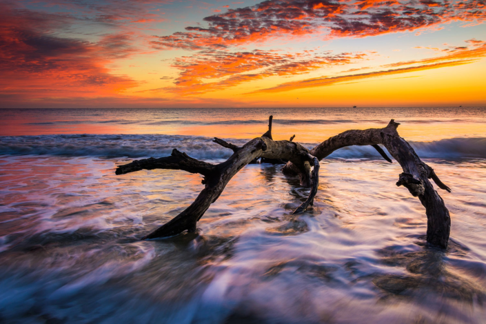 Tree and waves at sunset at the ocean